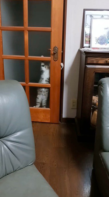 ドアにしがみつく猫