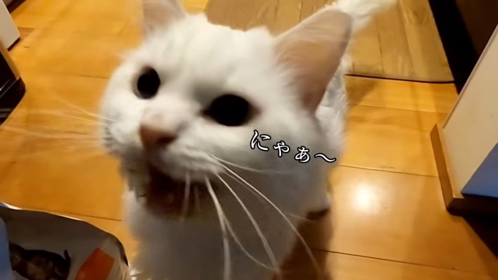 口を開けて鳴く猫