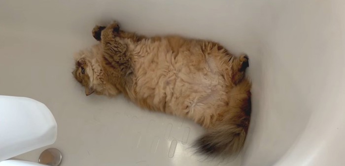 バスタブにいる茶猫
