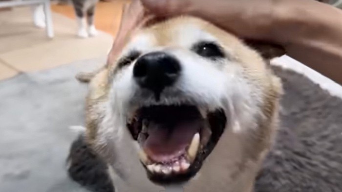 満面の笑みで飼い主を迎えた柴犬