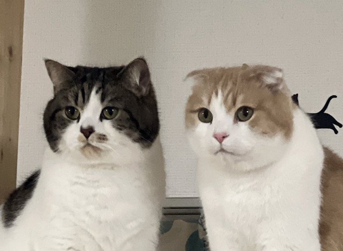 真剣な眼差しで一点を見つめる2匹の猫