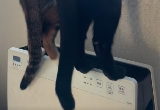 空気清浄機に乗せる足のアップ