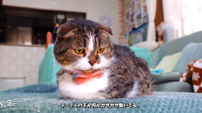 下を見る猫