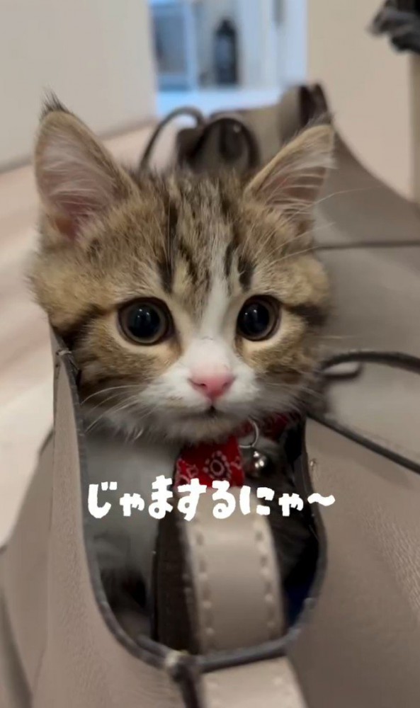 「じゃまするにゃ」と書かれた写真