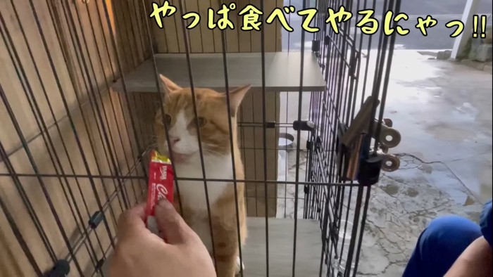 ペースト状オヤツを食べる猫