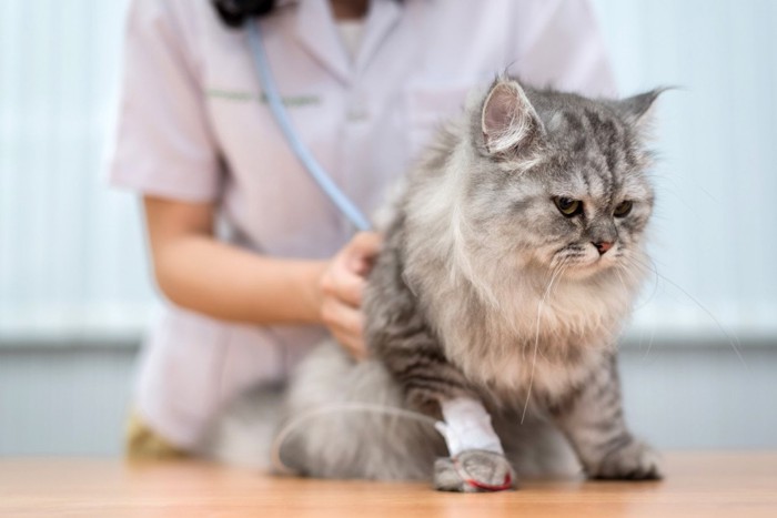 点滴治療を受けながら診察されている猫
