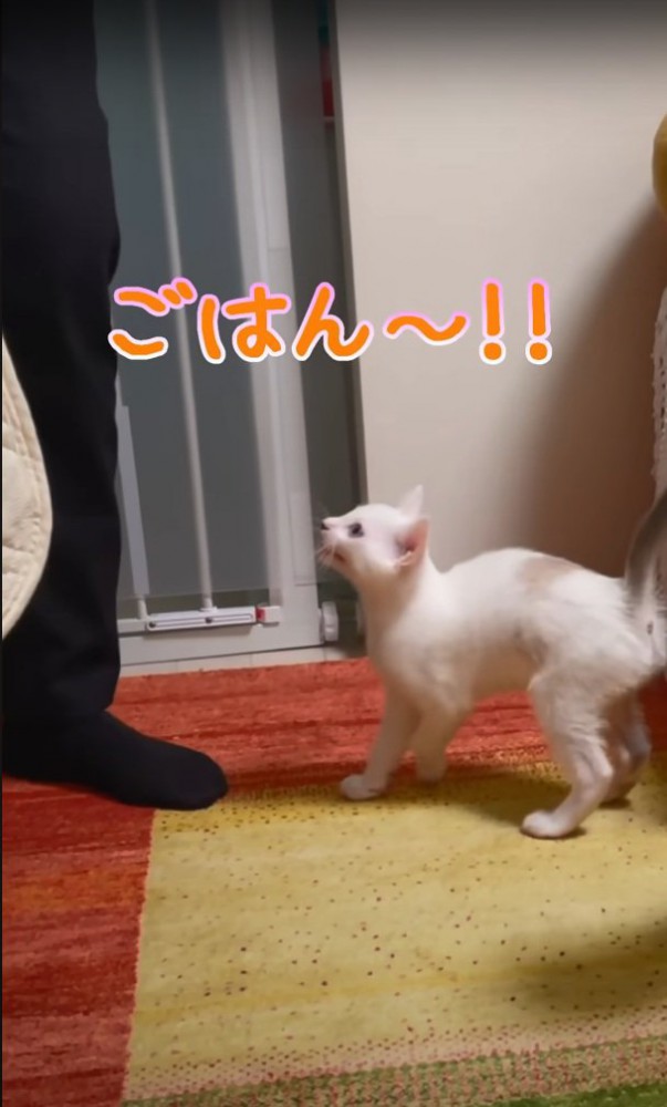 飛びつきそうなハクちゃん