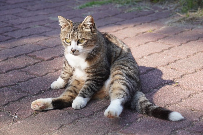 お尻歩きする猫