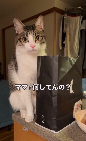 すまし顔の猫