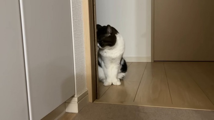 横を向く猫