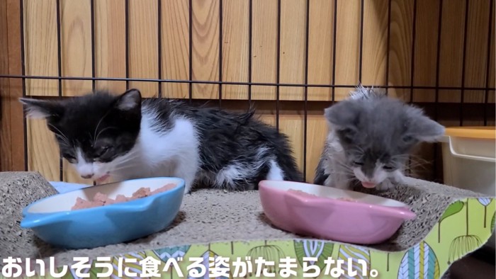 ご飯を食べる2匹の子猫