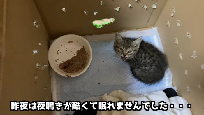 威嚇する子猫