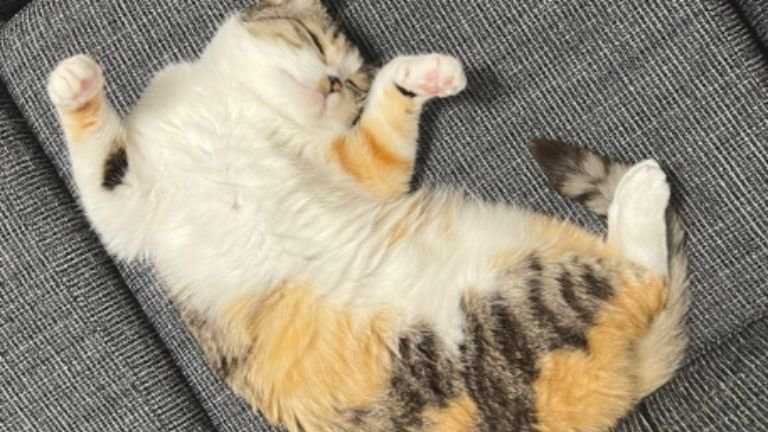 寝ている猫