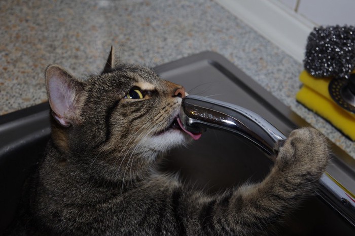 蛇口から水を飲む猫