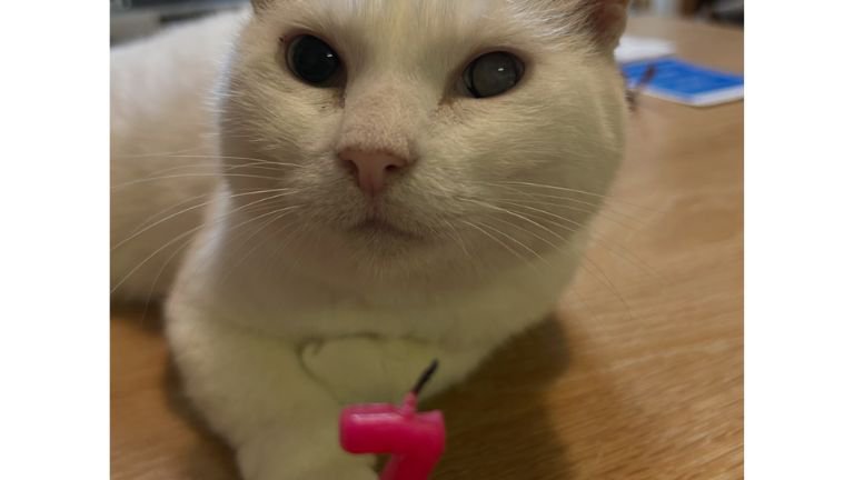 室内にいる猫