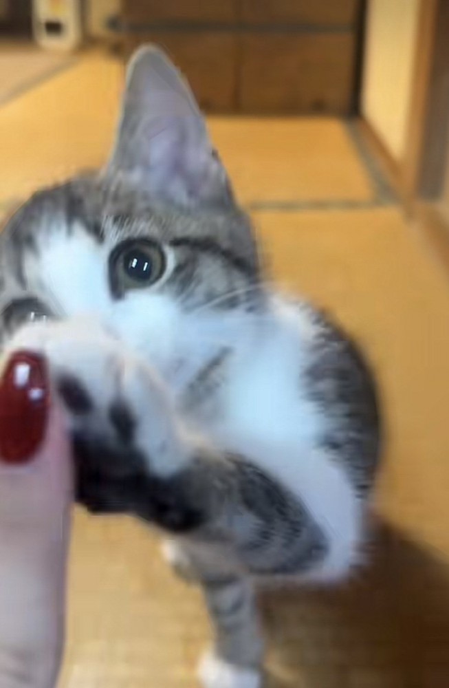 ママにハイタッチする子猫