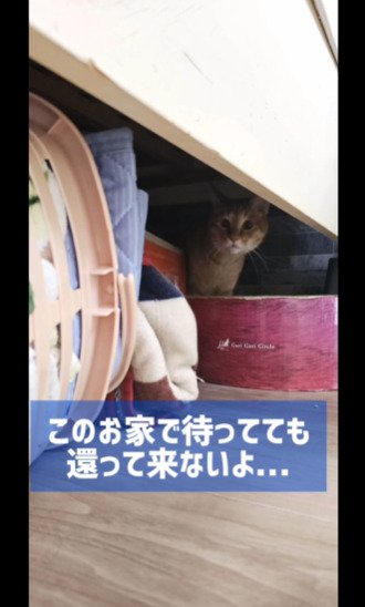 陰から見る猫