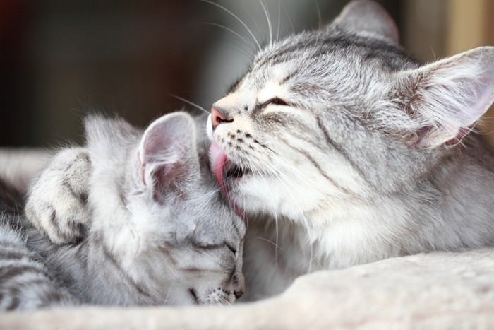 母猫と子猫