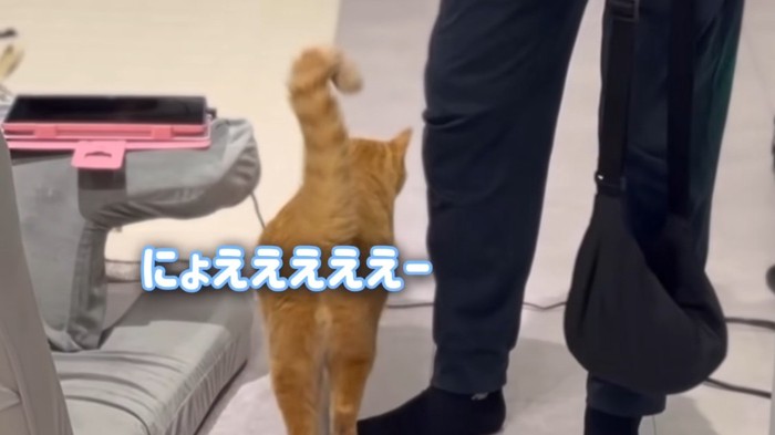 返事をするとら猫