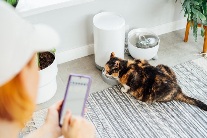 スマホで給餌器をコントロールする女性とご飯を待つ猫