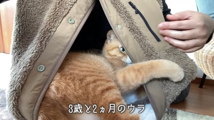 ベストの中から前足を出す猫