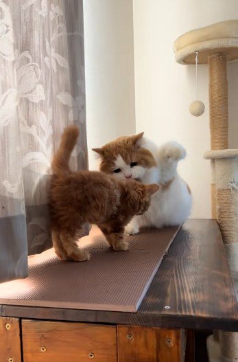 子猫に拳を振り上げている猫