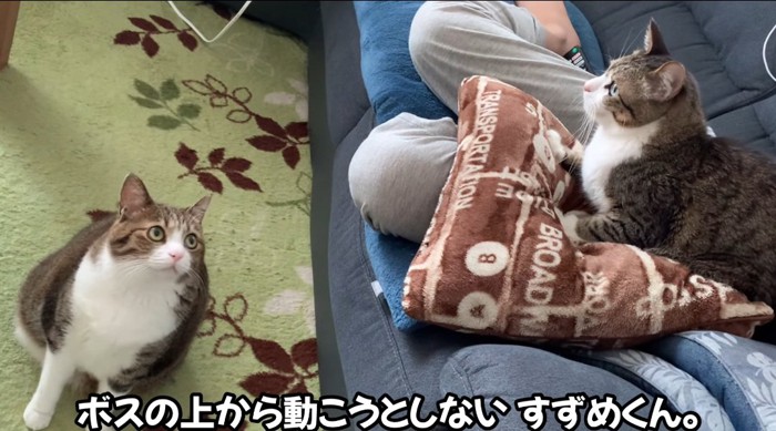 膝の上の猫