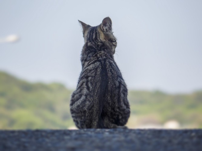 眺める猫