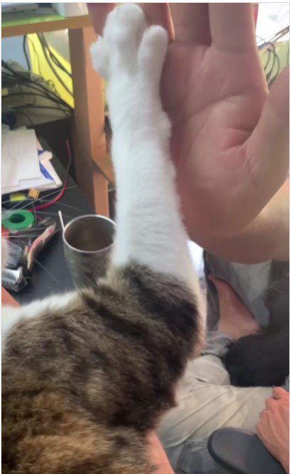 人の手に自分の手を合わせる猫