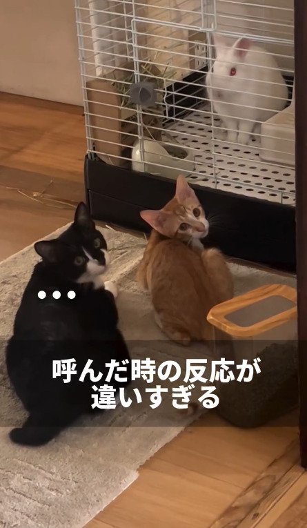 飼い主さんの方を向く2匹の猫