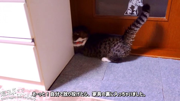 家具の後ろに顔を入れる猫