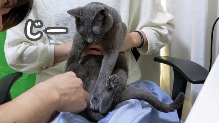 後ろ足の爪切りを観察する猫