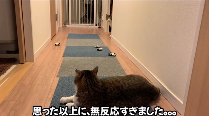 横たわる猫