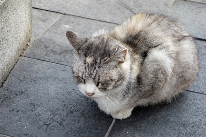 丸くなっている老猫