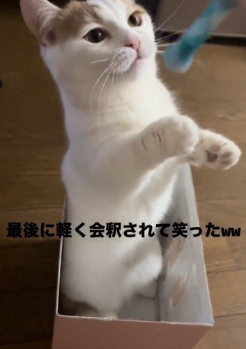 おもちゃを見つめる猫
