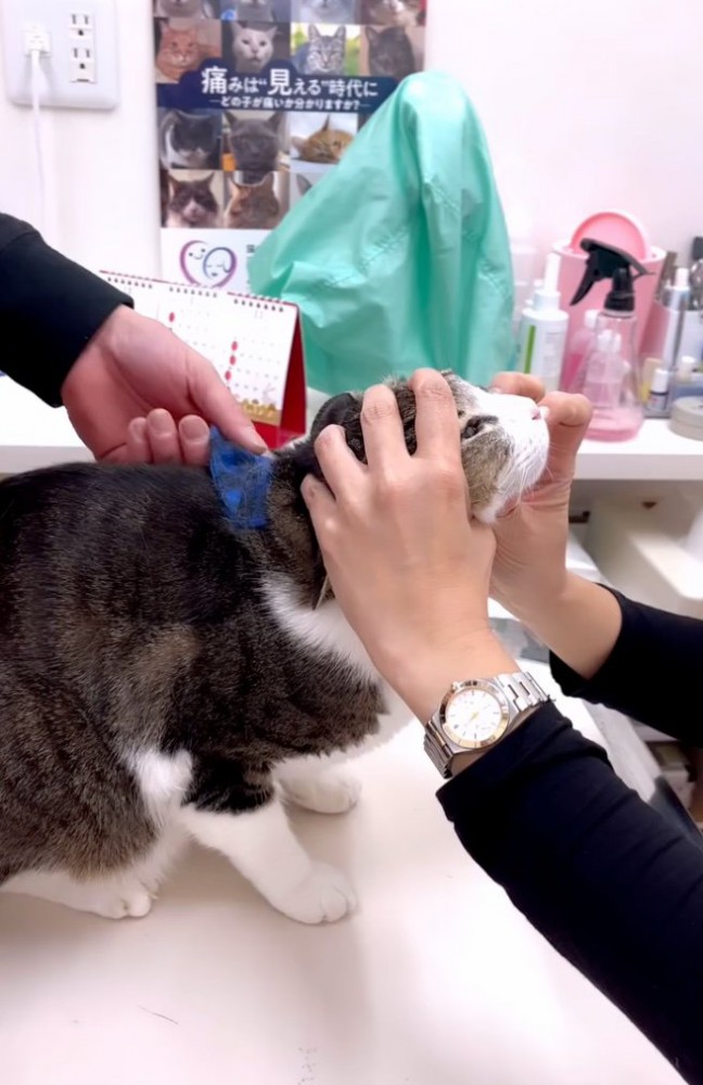 顔周りを触られる猫