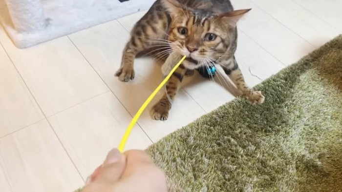 猫じゃらしをくわえて引っ張る猫