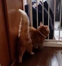 大きく膨らんだ猫のしっぽ