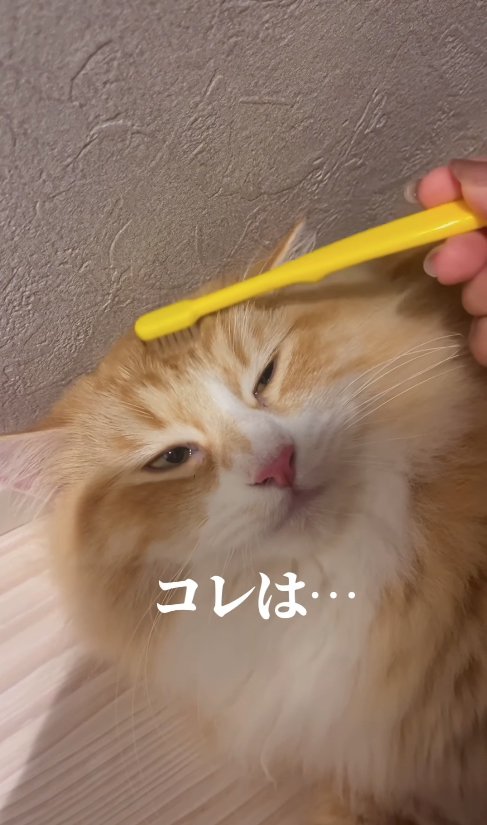 歯ブラシでおでこを撫でられている半目の猫「コレは…」