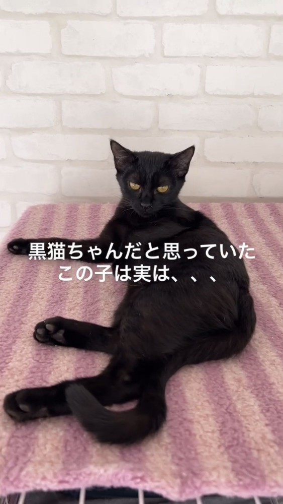 横たわる黒猫