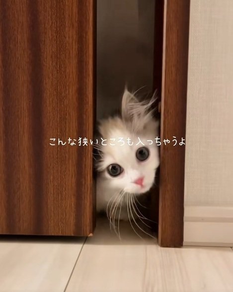 すきまに入るマンチカンの子猫