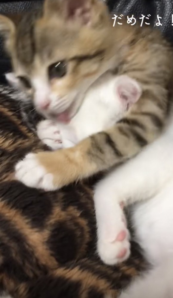 毛づくろいしている猫の写真4