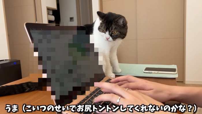 パソコンの隣に座る猫