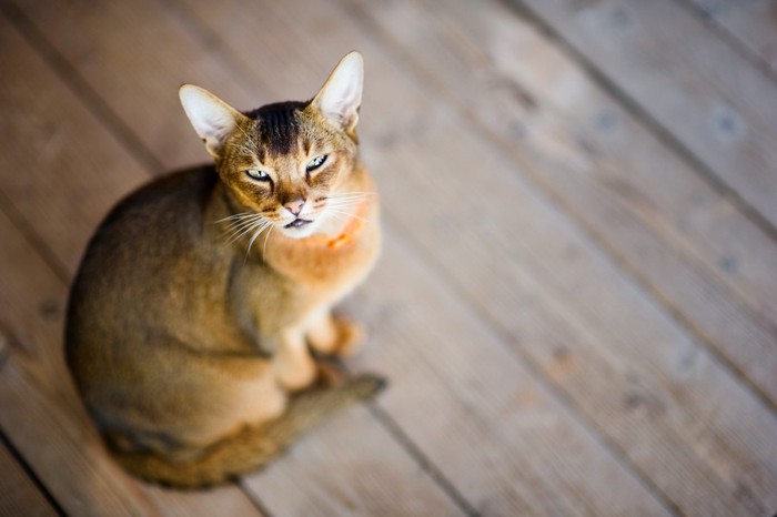 じっとこちらを見上げて観察する猫