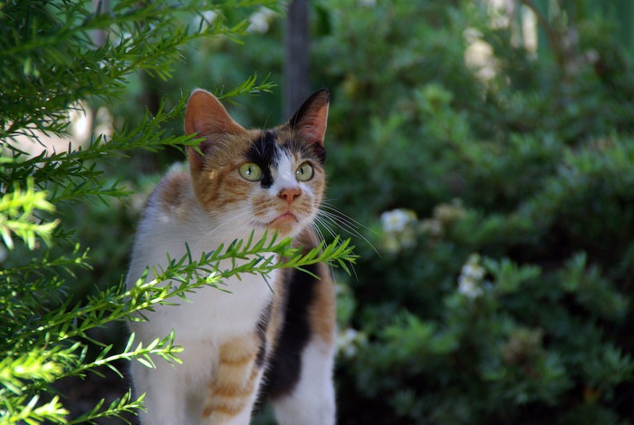 森を歩く三毛猫