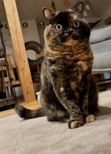 座って目を見開く猫