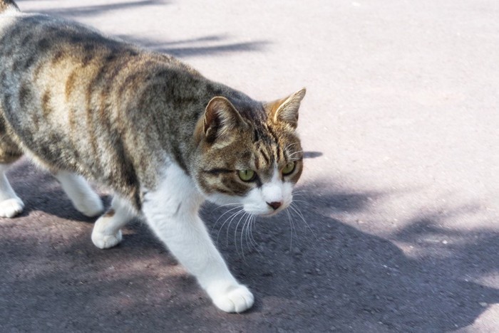 野良猫の夫婦