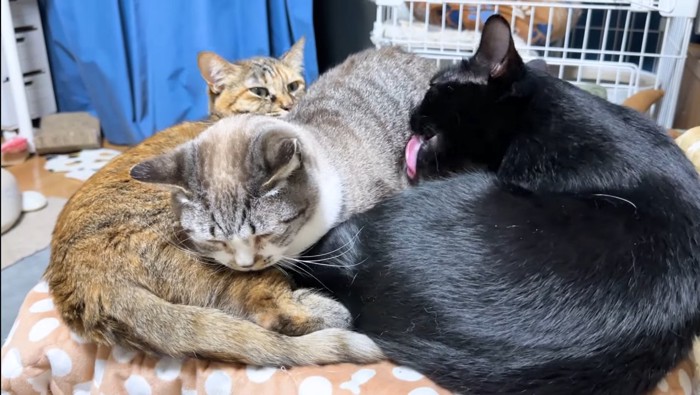 猫団子
