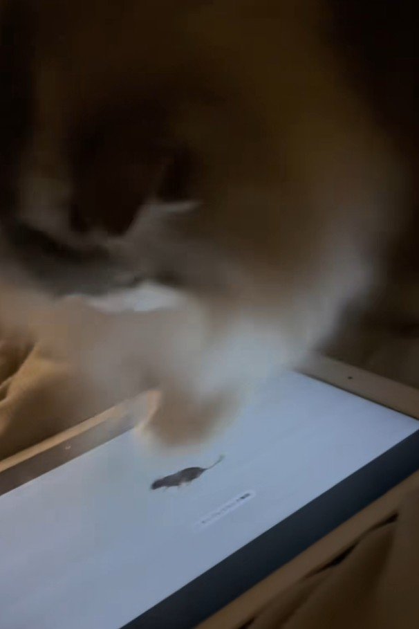 画面をカリカリする猫