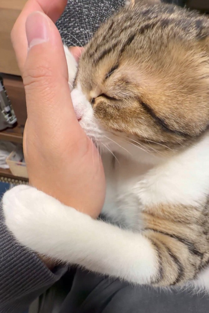 人の手を吸う猫